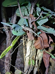 Psammophilus dorsalis