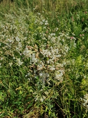 Tracheophyta