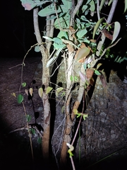 Psammophilus dorsalis