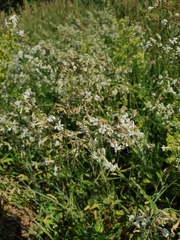 Tracheophyta
