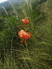Lilium pomponium