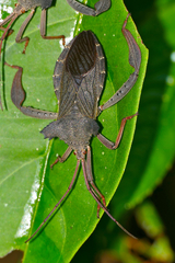 Prionolomia malaya