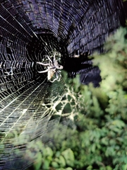 Araneidae