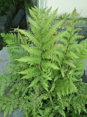 Athyrium rubripes