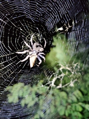 Araneidae