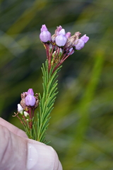 Erica obliqua