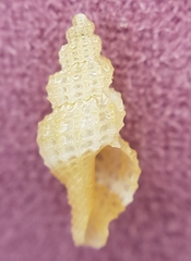 Raphitoma horrida
