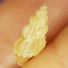 Raphitoma horrida