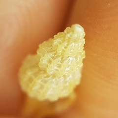 Raphitoma horrida