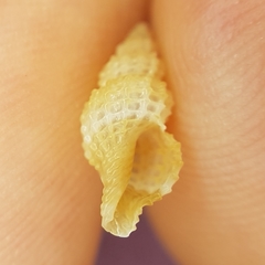 Raphitoma horrida
