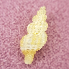 Raphitoma horrida