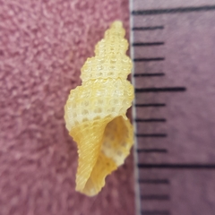 Raphitoma horrida