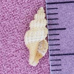 Raphitoma horrida