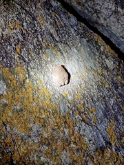 Uperodon taprobanicus