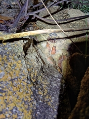 Uperodon taprobanicus