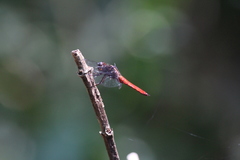 Libellula herculea