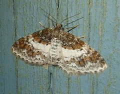 Hydrelia condensata