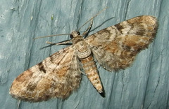 Eupithecia anticaria