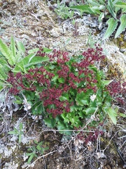 Micranthes purpurascens