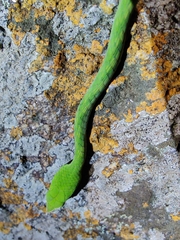 Ahaetulla oxyrhynca