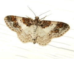 Hydrelia condensata