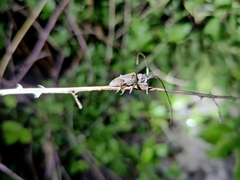 Cerambycidae