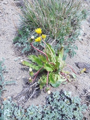Taraxacum acricorne