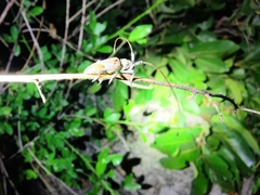Cerambycidae