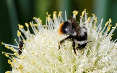 Bombus sichelii