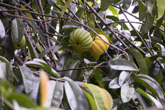 Garcinia atroviridis