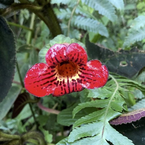 Kohleria grandiflora