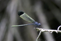 Polythoridae