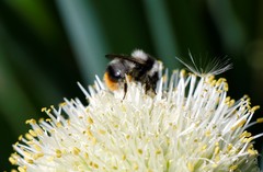 Bombus sichelii