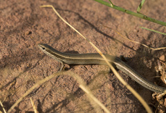 Ablepharus deserti