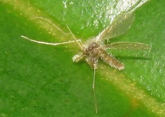 Phlebotominae