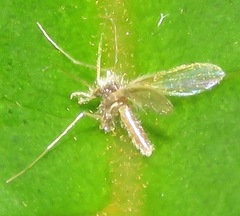 Phlebotominae