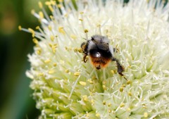 Bombus sichelii