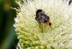 Bombus sichelii