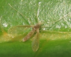 Phlebotominae