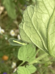 Chrysopa oculata