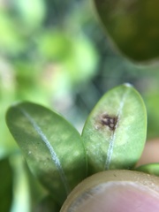 Monarthropalpus flavus