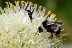 Bombus sichelii