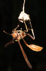 Mischocyttarus