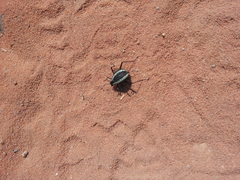 Stenocara gracilipes