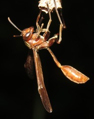 Mischocyttarus
