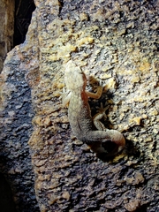 Hemidactylus reticulatus