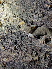 Hemidactylus reticulatus