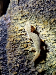 Hemidactylus reticulatus