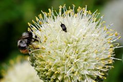 Bombus sichelii