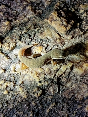 Hemidactylus reticulatus